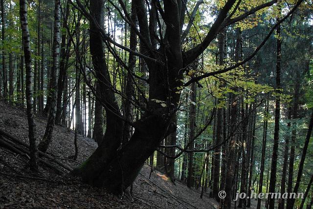 Herbstwald-007.jpg