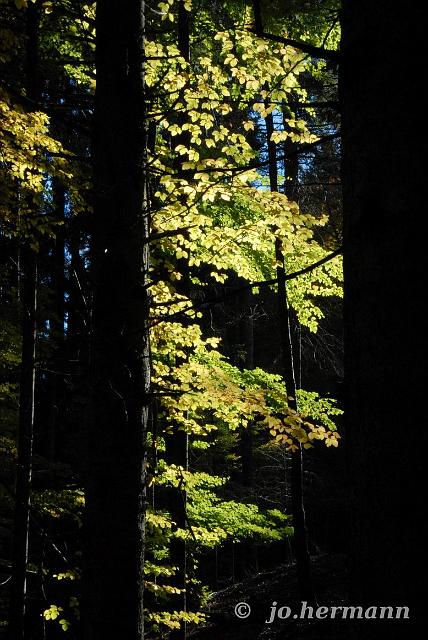 Herbstwald-009.jpg