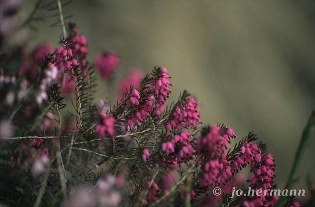 Bergblumen-019.jpg