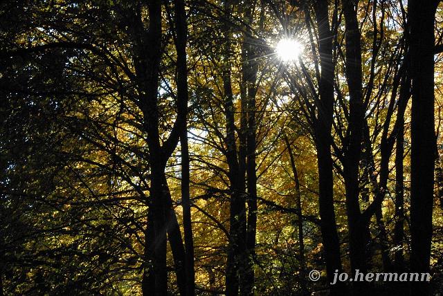 Herbstwald-002.jpg