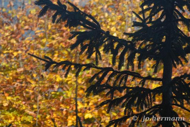 Herbstwald-006.jpg