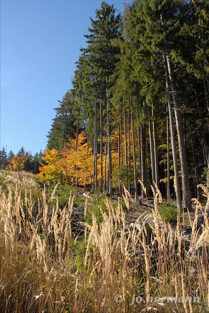 Herbstwald-014.jpg