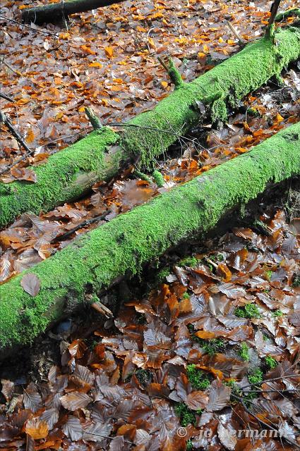 Herbstwald-019.jpg